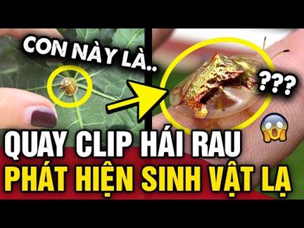 Quay clip HÁI RAU, cô gái bất ngờ khi dân mạng đòi CHI 30 TRIỆU để mua lại SINH VẬT LẠ | Tin 3 Phút