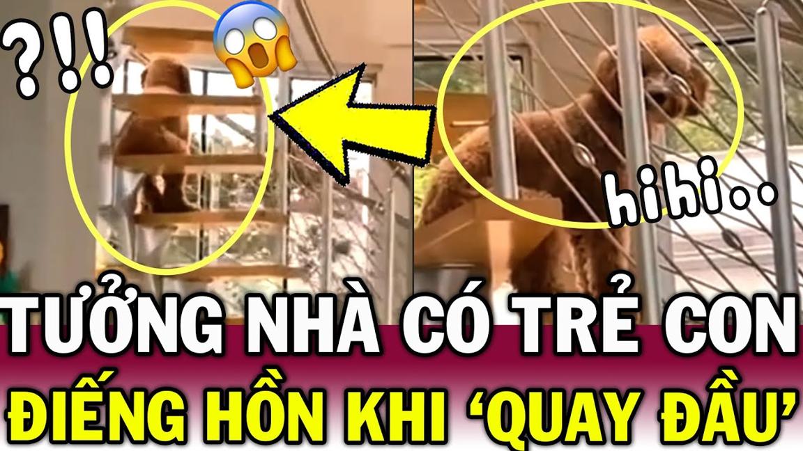 Thấy chó cưng CHỐNG CẰM nhìn xa xăm như NGƯỜI, cô gái ỚN LẠNH vì tưởng Skinwalker | Tin Việt Độc Lạ